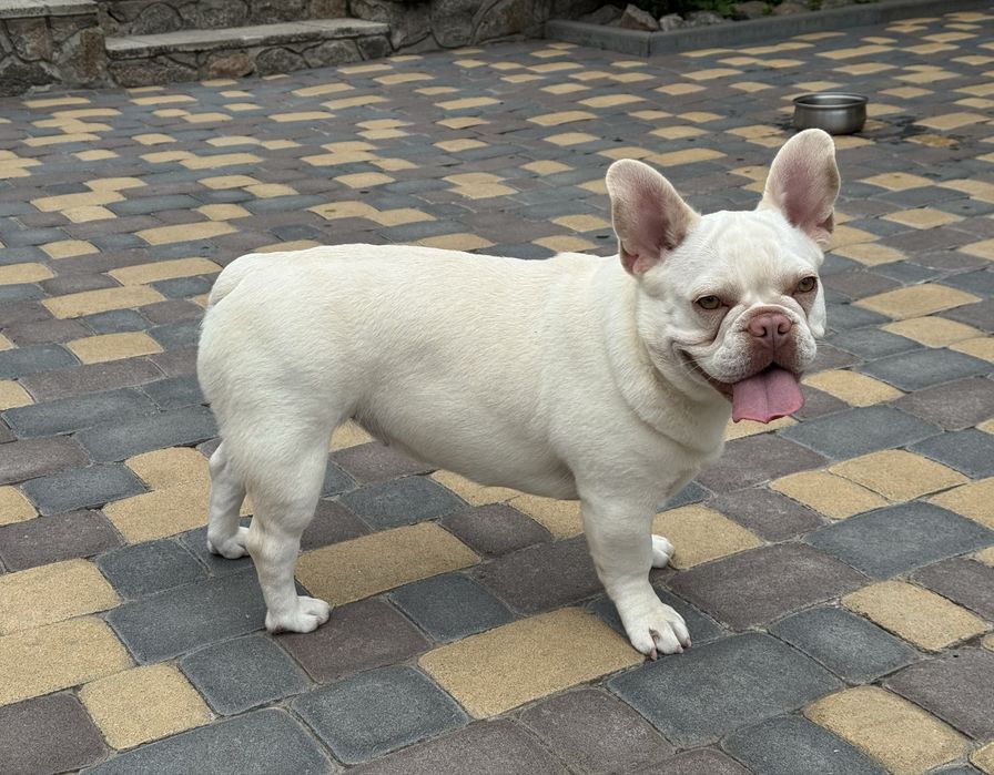 Стерилізована дівчинка французького бульдога окрас платіна 1,5 роки