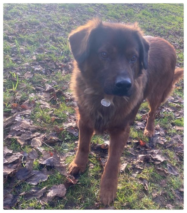 Cukier pies w typie Posokowca Bawrskiego