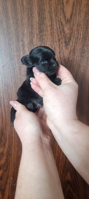 Мініатюрний мікро хлопчик чіхуа хуа 2 міс