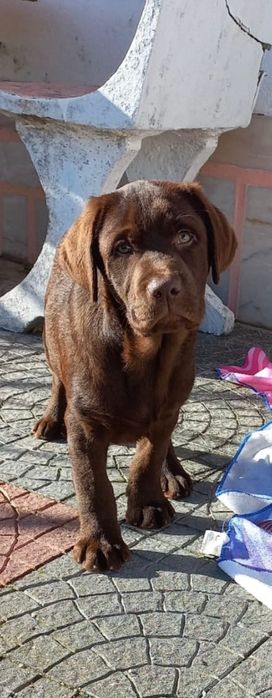 Labrador Retriever chocolate com Lop