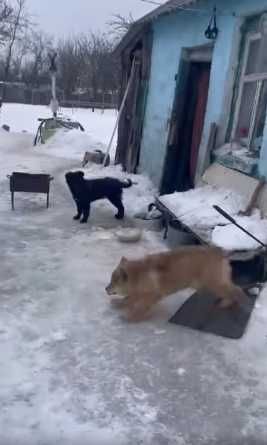 щенки три месяца. привезу