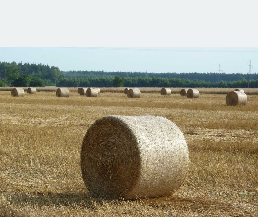 Słoma  w Belach i kosta