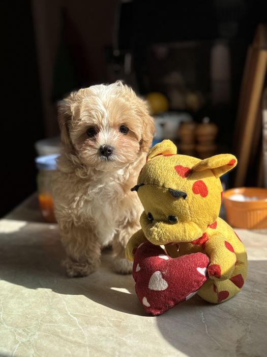 Міні хлопчик мальтвпу полтава