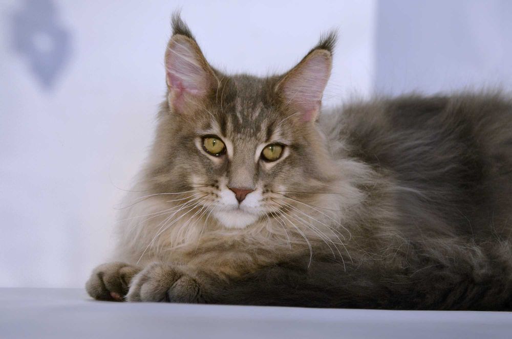 Мейн кун. Мальчик 4 мес.