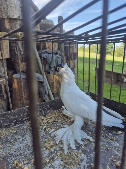 Krymek biostocki samczyk