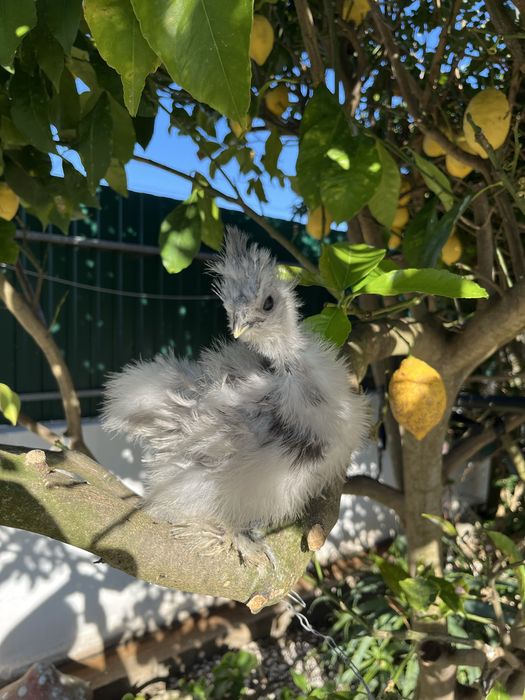 Pintos de Sedosas do Japão