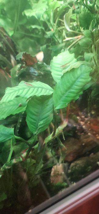 Anúbia média saudável (anubia coffeefolia)