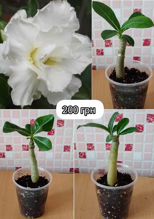 Адениум махровый привитый