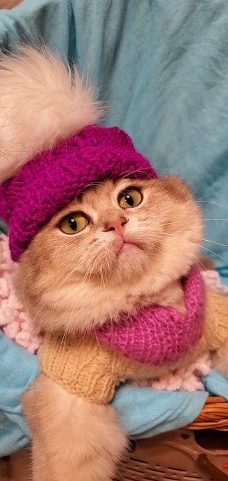 Нежные и ласковые котята золотая шиншилла