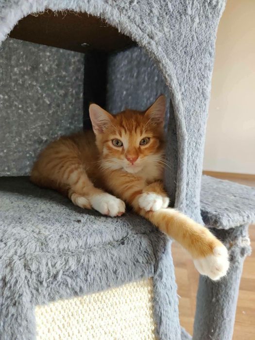 Rudy kociak do adopcji