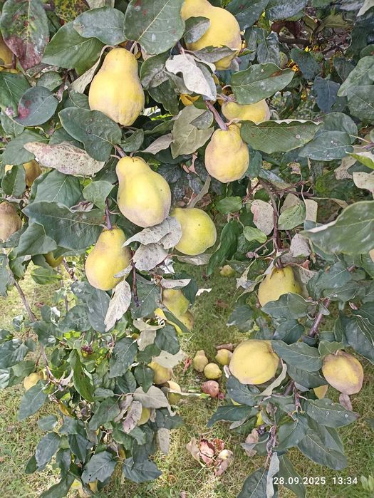 Pigwa - owoce - uprawa bez środków chemicznych