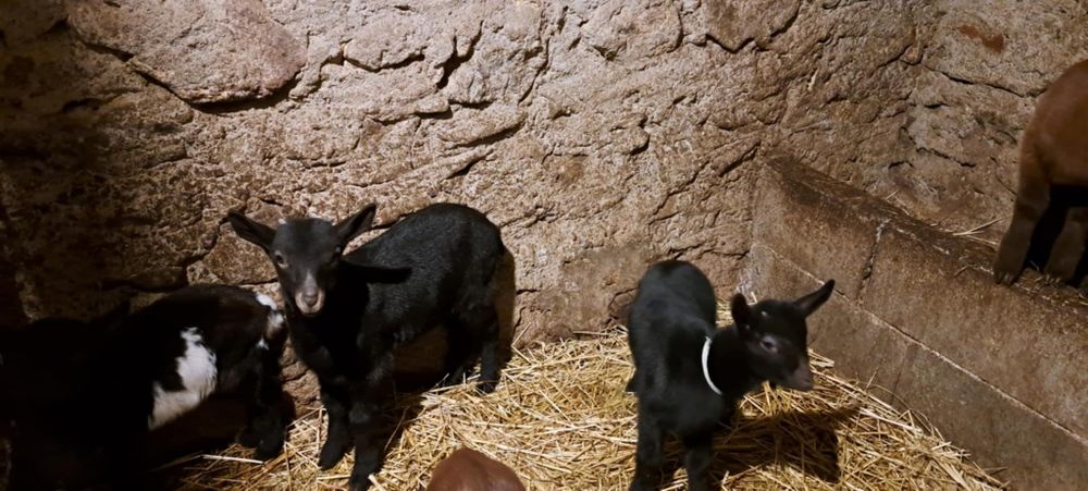 Cabritos raça murciana