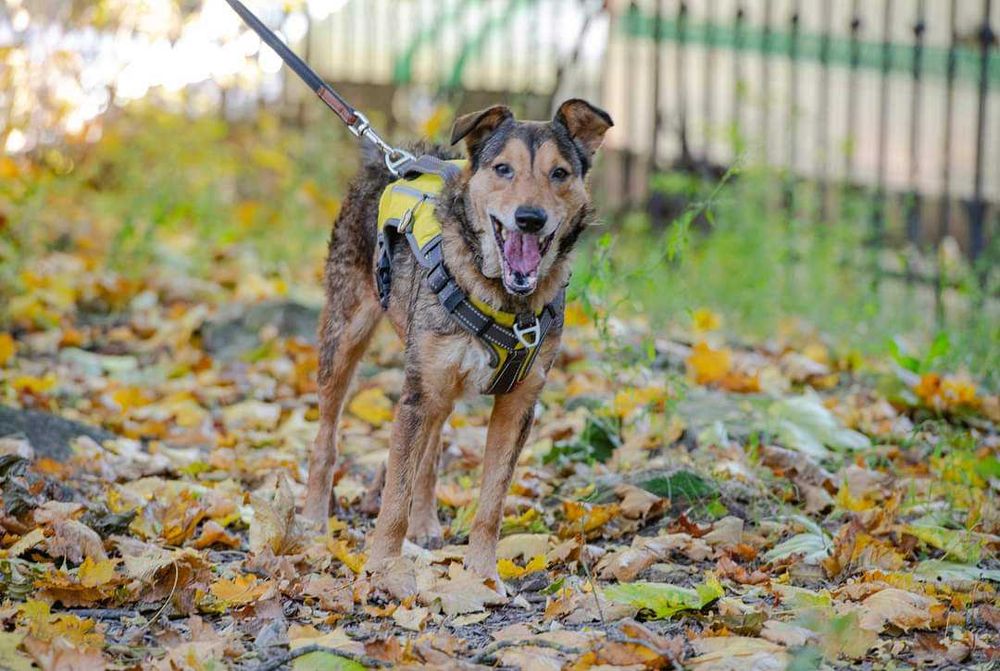 Молода красива собака добра хазяйка своєї території. Активна енергійна