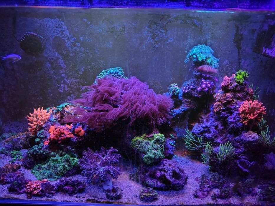 Likwidacja Akwarium Morskie 250L