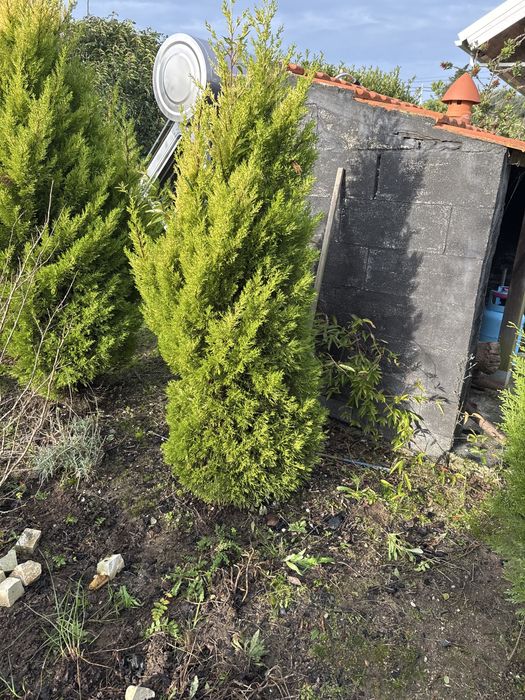 Pinheiro natal wilma- lemmon