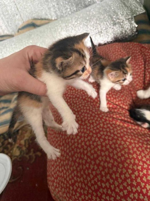 Коти Ізюм віддам в добрі руки