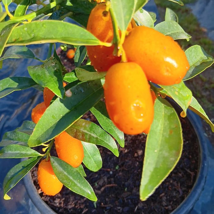 Árvores de frutos
