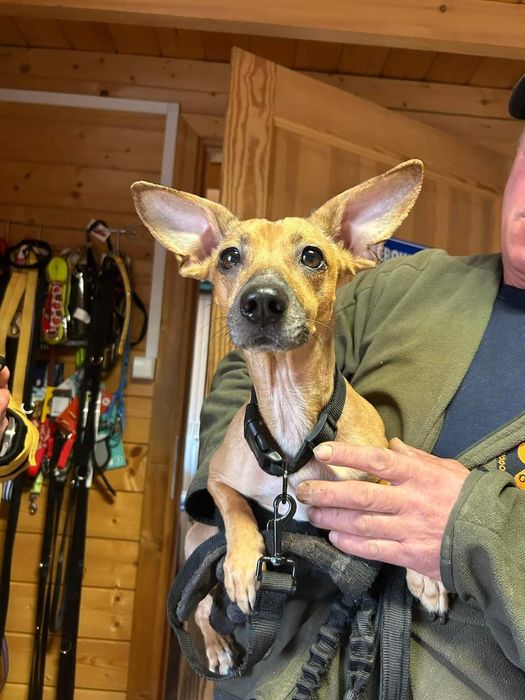 Znaleziona suczka Tczew