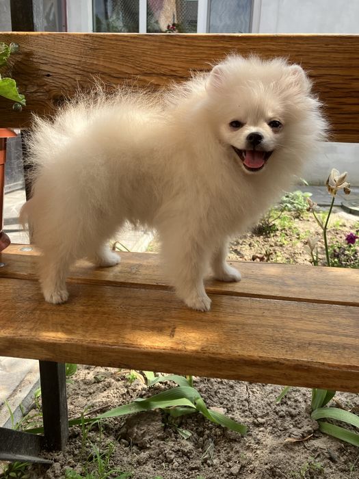 Дівчинка помераночка КСУ Киів