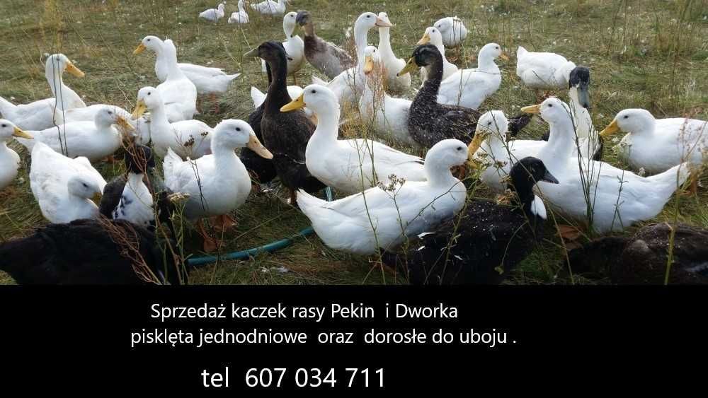 kaczki  dorosłe różne kolory
