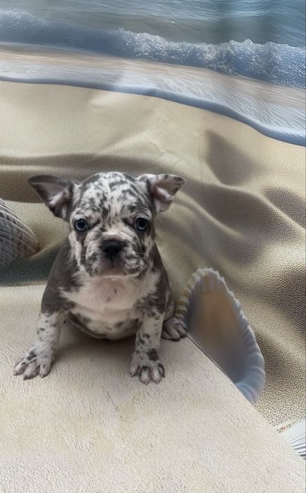 Помет щенков с документами