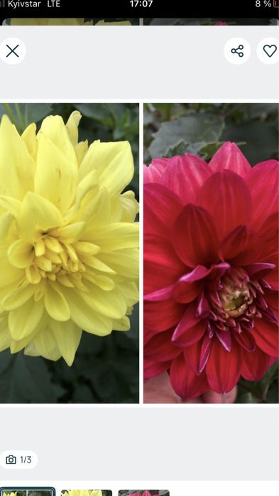 Жоржини 2 сорти.