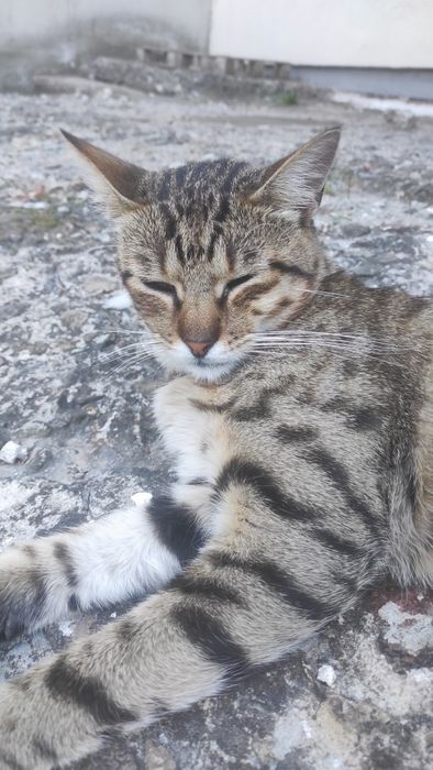 Чудовий котик шукає свій дім! Не дайте загинути дитині!