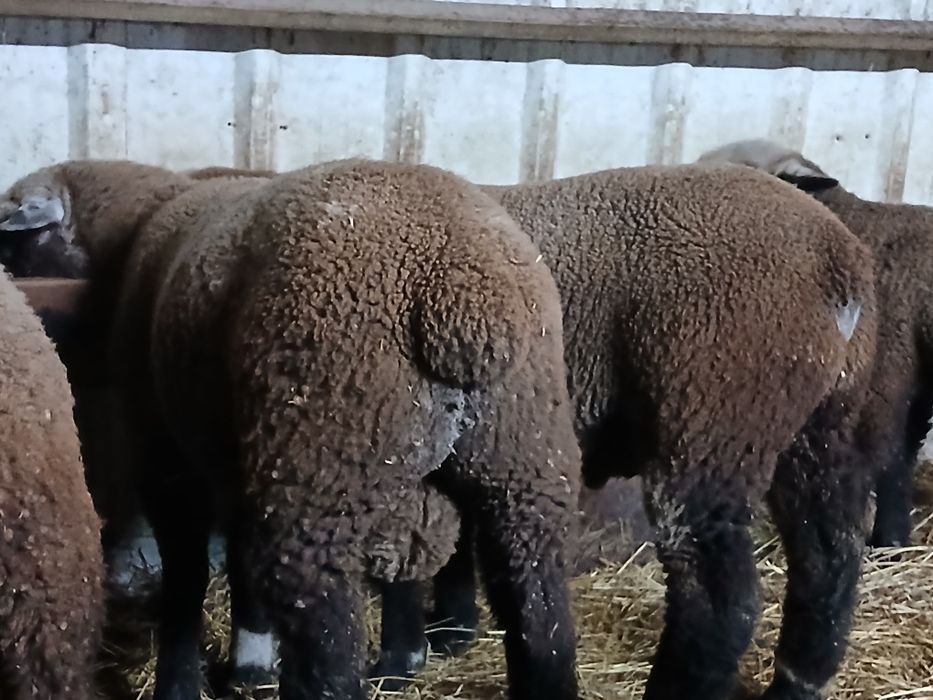 Casais jovens  Ile de France Preto(P3)