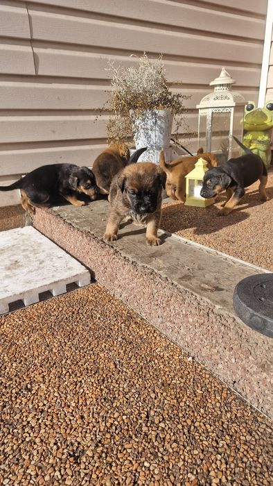 Oddam pieski mieszańce duże