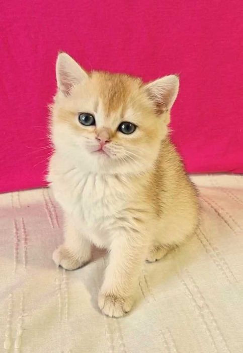 Шотландские котята (ЗОЛОТАЯ ШИНШИЛЛА)