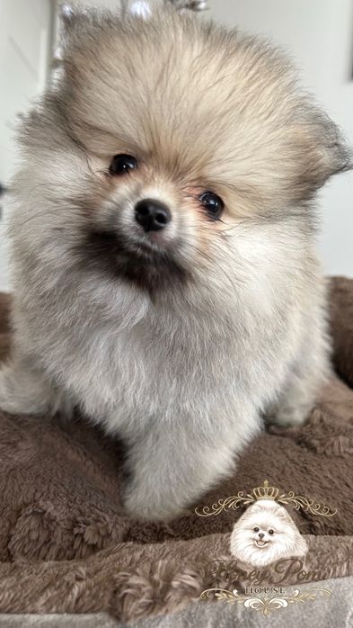 Fantastyczne Szczeniaki  Pomeranian Szpic Miniaturowy Miś