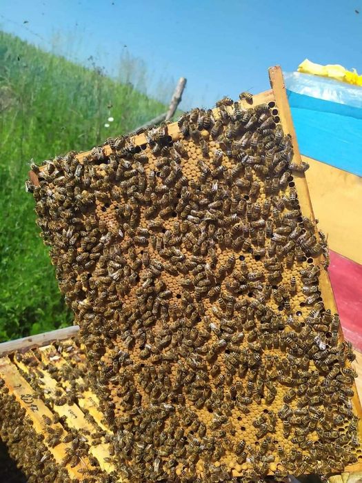 Pszczoły, odkłady pszczele - Ramka wielkopolska i warszawska zwykła