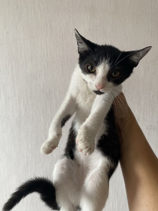 Gatinhos para adoção responsável zona Oeste