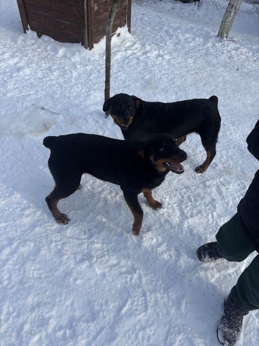 Дівчатка Ротвейлери