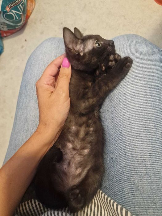 Gata bebé preta para adoção consciente
