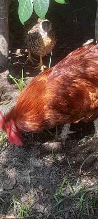 Aves do campo  bonitas