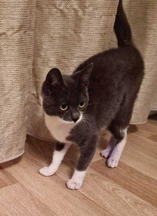 Котенок - девочка, кошка 5 месяцев, пепельно-белая