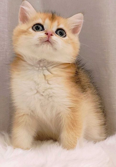 Macho British Golden Shorthair