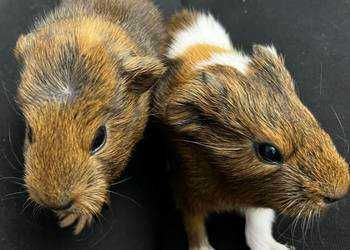 MILUSIŃSKI - Domowy hotel dla małych zwierząt