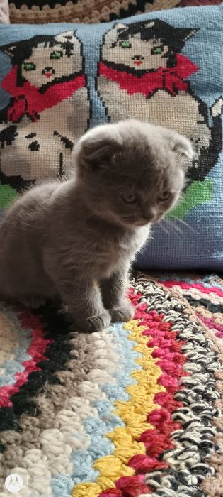шотландські котики висловухі