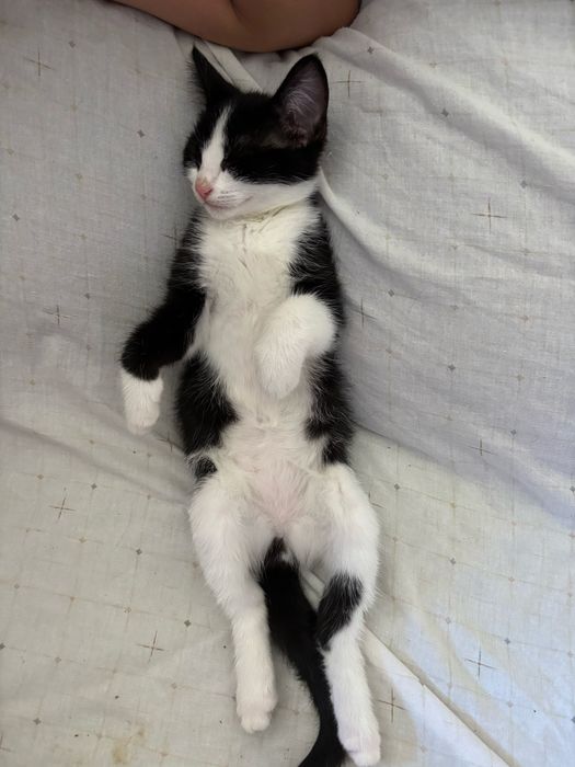 Gata para adoção