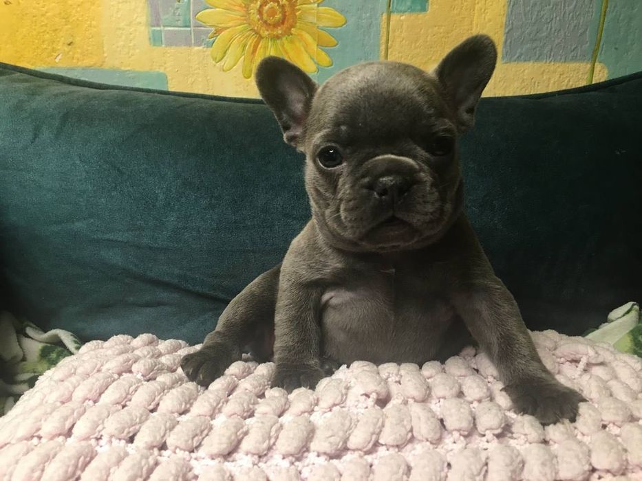 Щенки французского бульдога