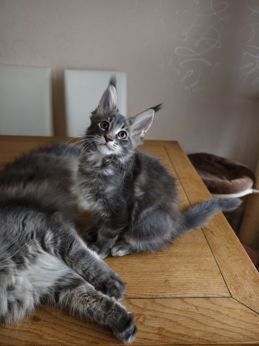 Niebieska pręgowana kotka Maine Coon gotowa do odbioru