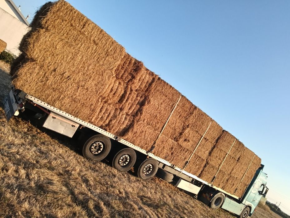 Feno nascidisso  80x90 armazenado campanha 2026