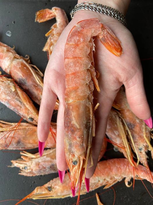 Лобстер Омар лангустини раки