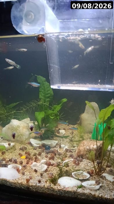 Guppies / Lebistes – Jovens 2 meses | Packs desde 1€