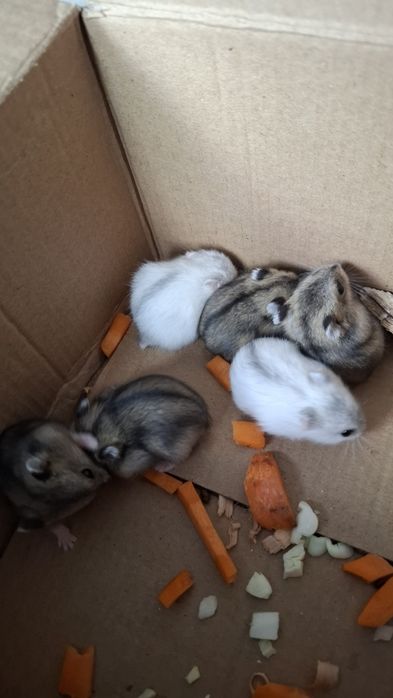 Джунгарики. Хомячки.