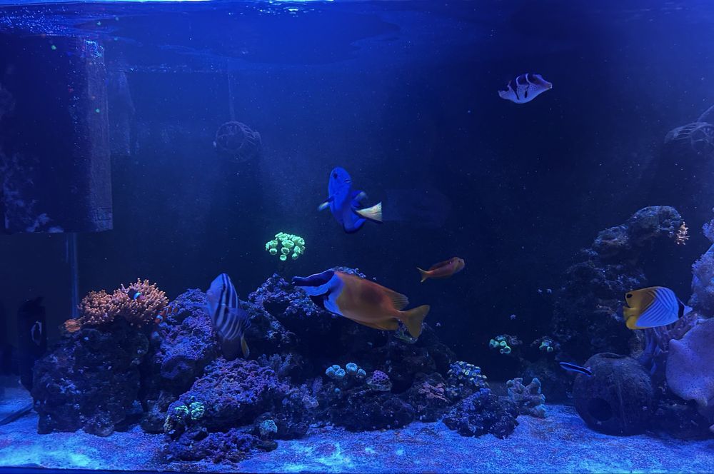 Akwarium morskie 450 litro