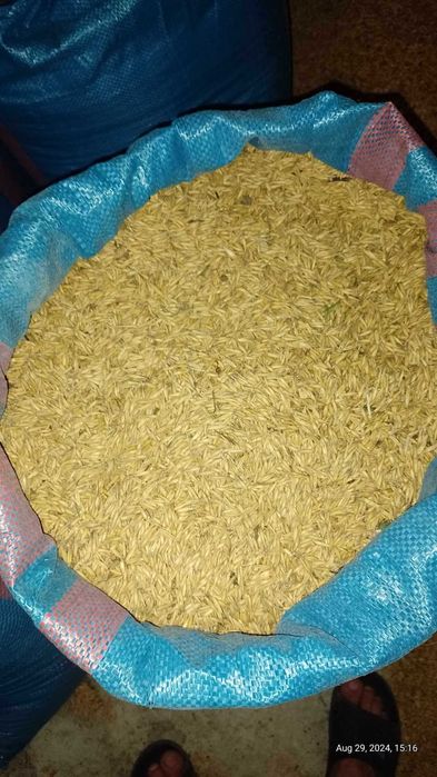 Sprzedam owies Rambo