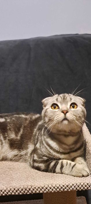 Шотландець клубний документами клуба родовід вакцинація паспорт